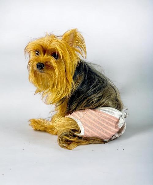 Pink Shine Kemique's Secret Köpek İç Çamaşırı Regl Külot Don