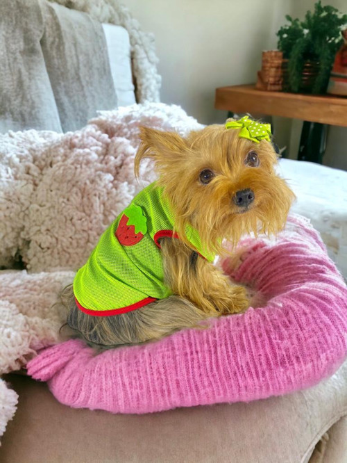 Pink Strawberry Atlet Köpek Kıyafeti Köpek Elbisesi