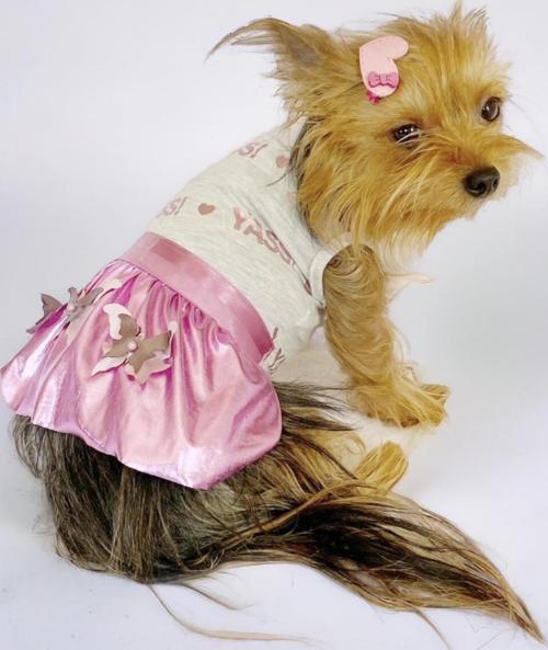 Yassi Glitz Köpek Elbisesi, Köpek Kıyafeti