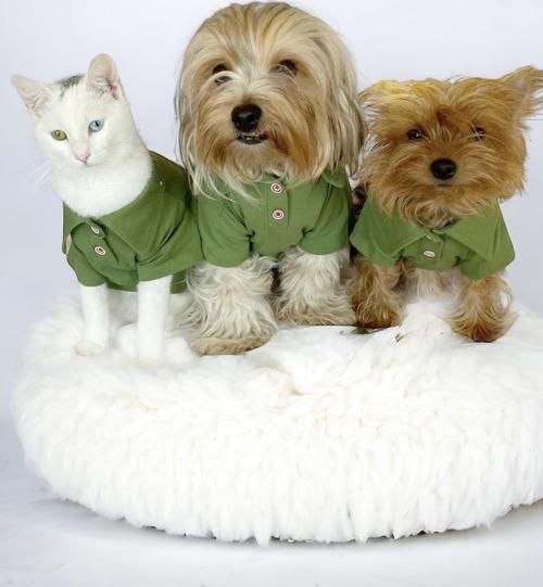 Grass Green Köpek Gömleği Köpek Kıyafeti Köpek Elbisesi