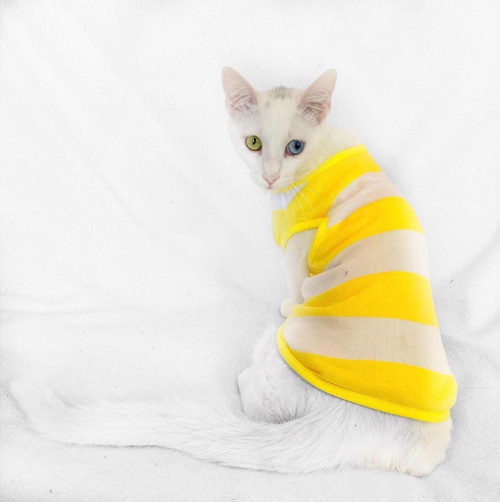 Yellow White Atlet by Kemique Kedi Kıyafeti Kedi Elbise