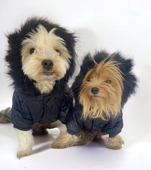 Luxy Black Köpek Montu, Köpek Ceketi, Köpek Dış Giyim