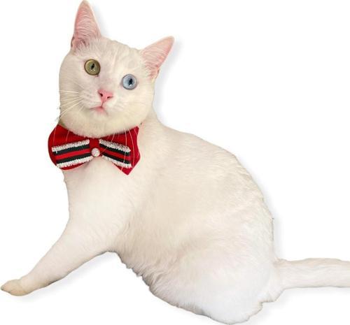 GC Silver Yılbaşı Kedi Papyonu
