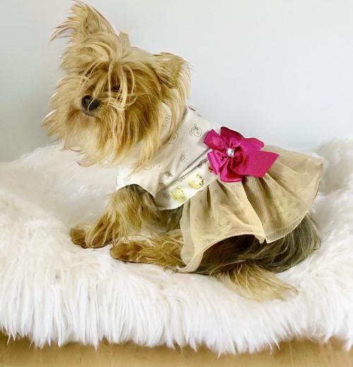 Creamy Fuchia Tütülü Köpek Elbisesi,  Kıyafeti Tutu