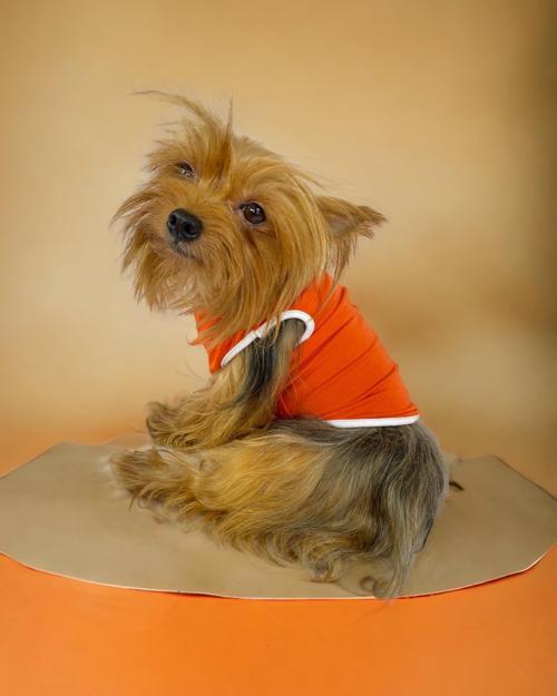 Basic Orange Atlet Köpek Kıyafeti  Köpek Elbisesi