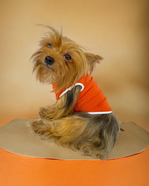 Basic Orange Atlet Köpek Kıyafeti Köpek Elbisesi