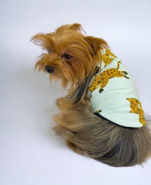 Baby Leo Atlet Köpek Kıyafeti  Köpek Elbisesi