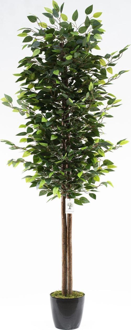 Siyah Saksıda Yoğun Yapraklı 180 Cm Yapay Benjamin Ağacı
