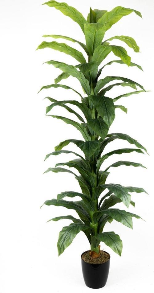 Siyah Saksıda Çim Detaylı Büyük Yapraklı Yapay Difenbahya Ağacı 180 Cm