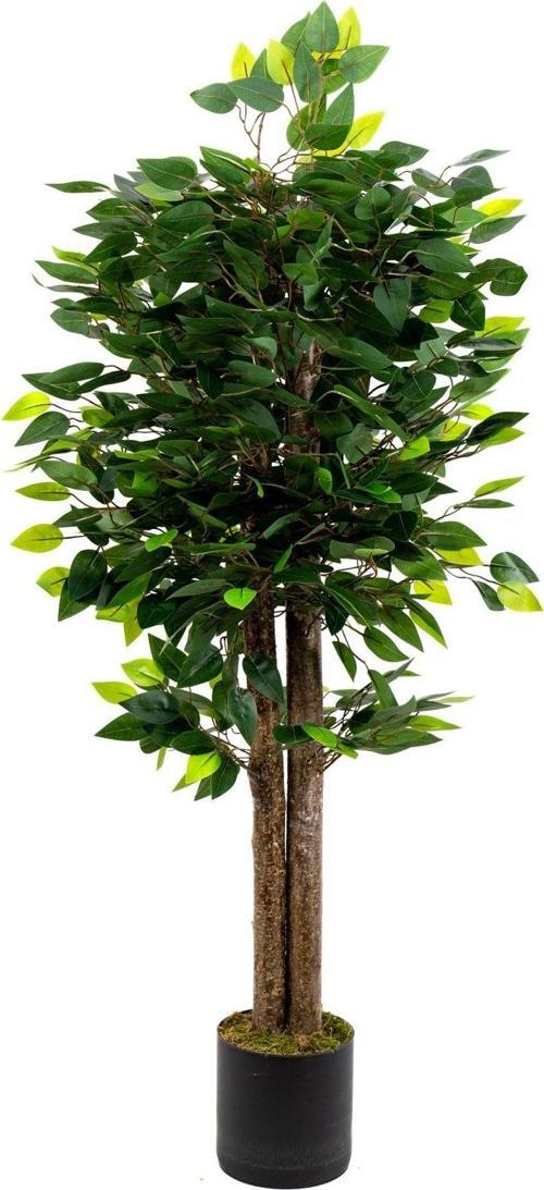 120 Cm Benjamin Ağacı