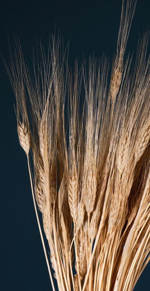 Naturel Doğal Kuru Başak Demeti