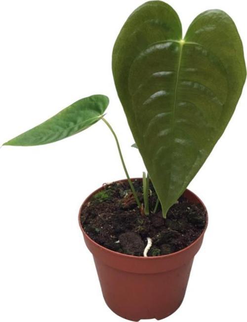 Anthurium Veitchii