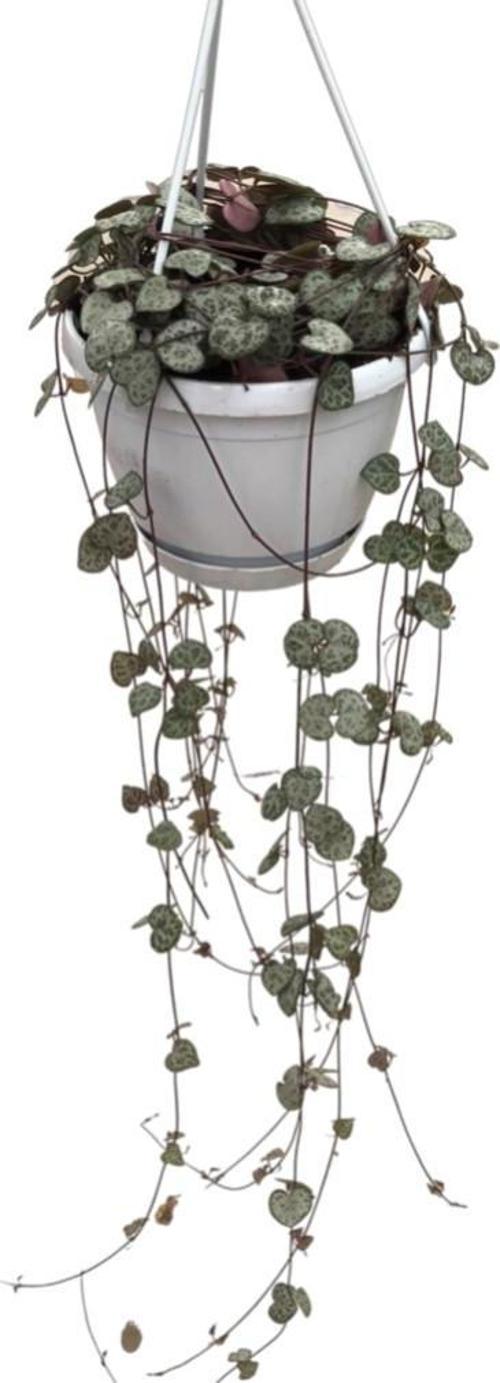 Ceropegia Woodii (Kalp Kalbe Karşı Çiçeği)