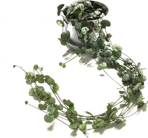 Ceropegia Woodii (Kalp Kalbe Karşı Çiçeği)