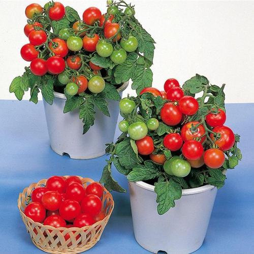 Bodur Çeri Domates Tohumu 1 Paket