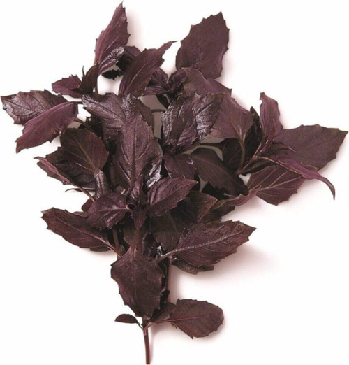 Kırmızı Fesleğen 25Gr'Lık 1 Paket Taze Baharat