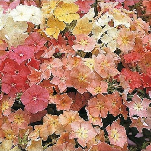 Çiçek Tohumu Alev Çiçeği Phlox Drummondi 1 Paket