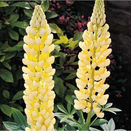 Çiçek Tohumu Lupin-Acı Bakla Çiçeği 1 Paket
