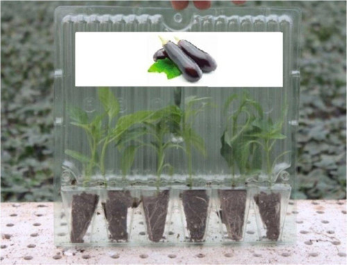 Patlıcan Fidesi (6Lı Ambalaj)