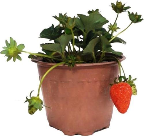 Saksıda Çilek Hobi Sepeti (1 Adet)