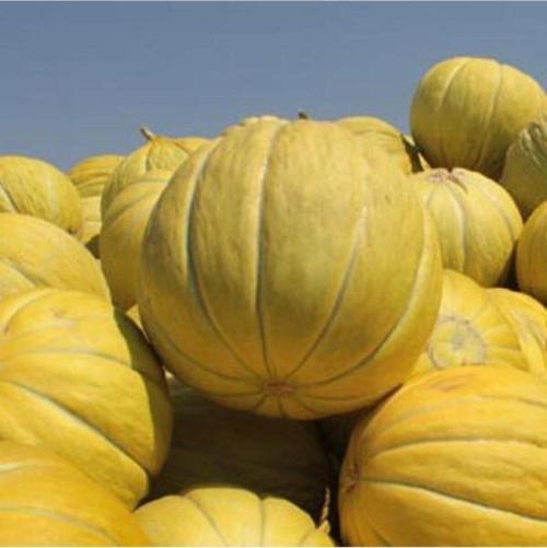 Gönen Kavun Tohumu (Mühürlü) 10Gr 1 Paket