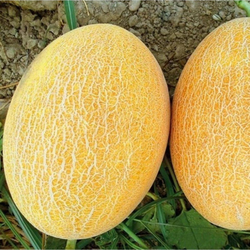 Ananas Kavun Tohumu (Tatlı Kavun) 10Gr 1 Paket