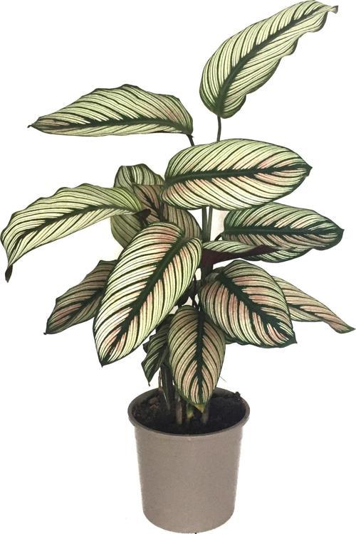 Calathea 'White Star' (Dua Çiçeği)