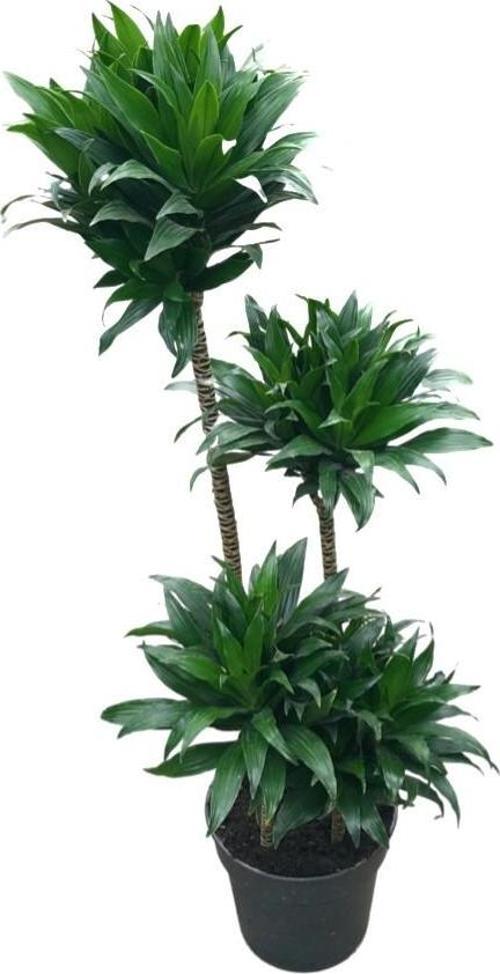 Dracaena Compacta