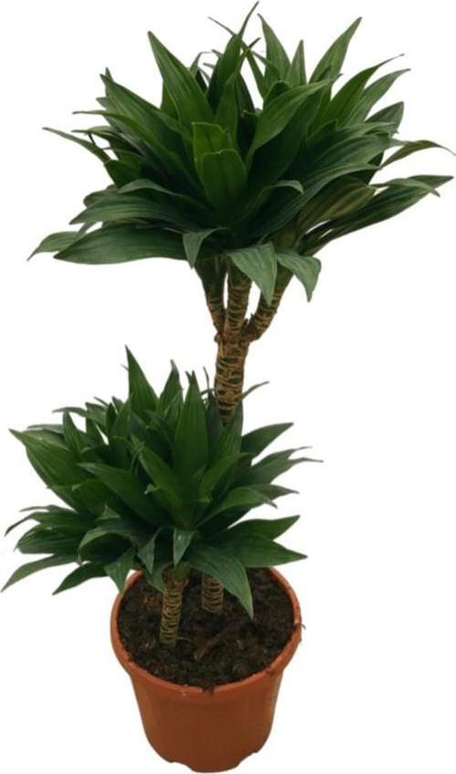 Dracaena Compacta