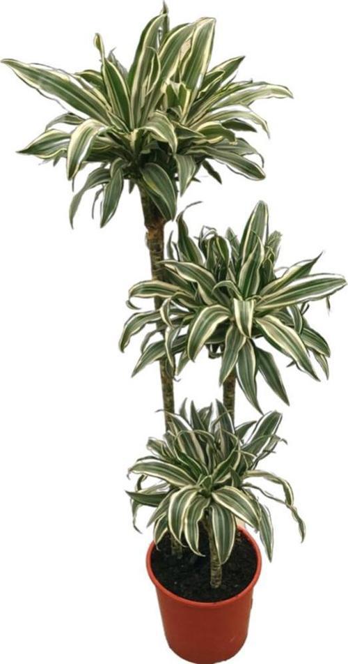 Dracaena Fragrans 'White Jewel'