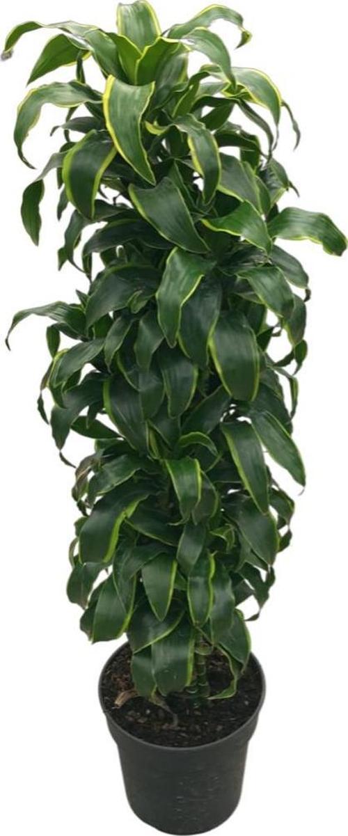 Dracaena Fragrans 'Dorado'