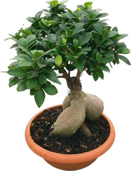 Ficus Microcarpa 'Ginseng Bonsai'