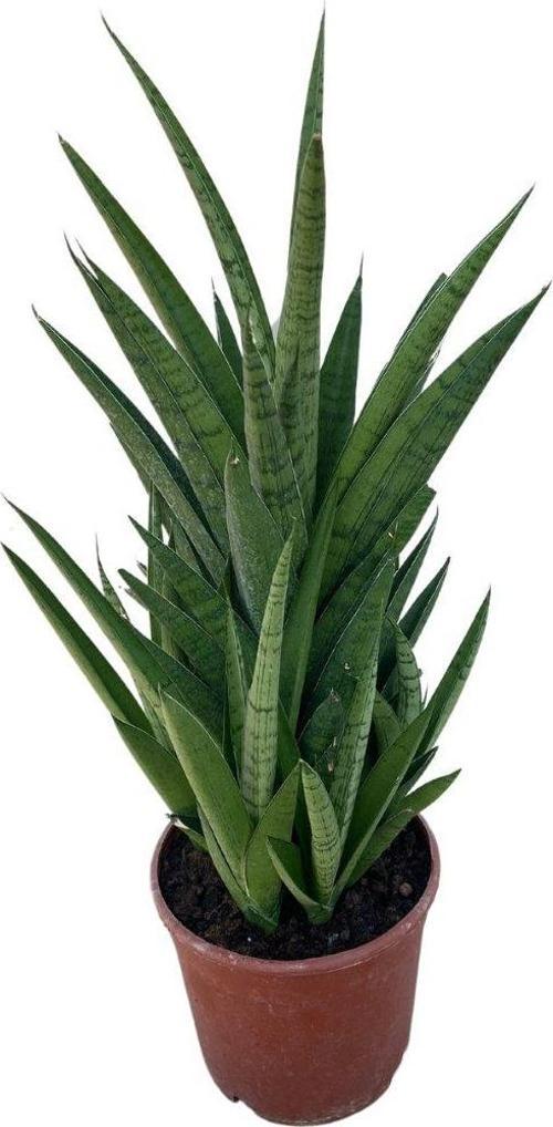 Sansevieria 'Tough Lady' (Paşa Kılıcı)