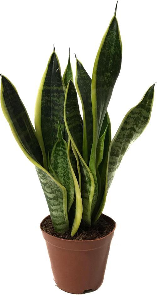 Sansevieria Trifasciata (Paşa Kılıcı)