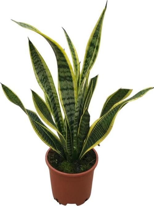 Sansevieria Trifasciata (Paşa Kılıcı)