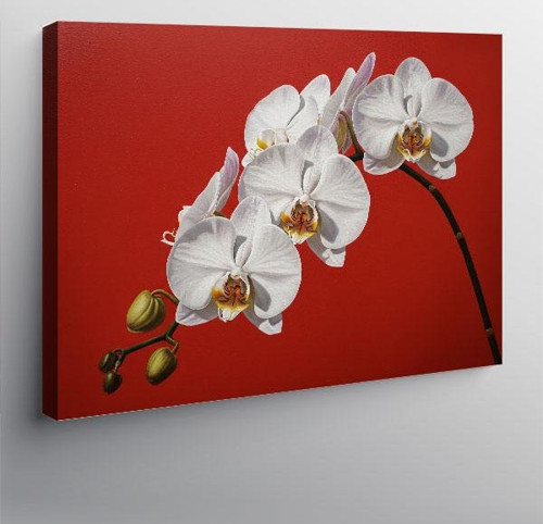 Kanvas Tablo Zarif Beyaz Orkide