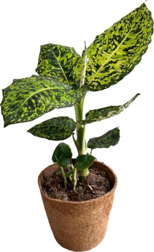 Dieffenbachia Reflector (Difenbahya)