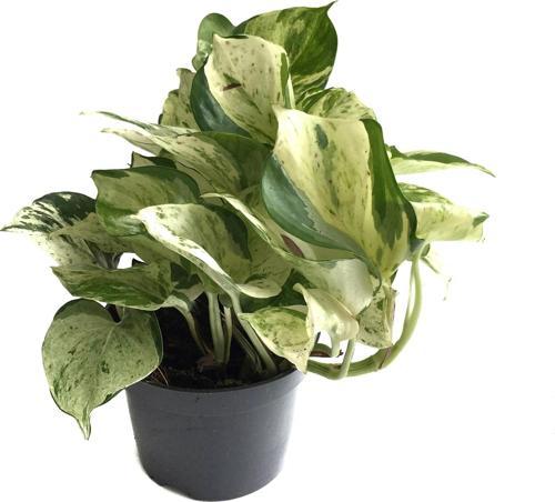 Epipremnum 'Marble Queen' (Salon Sarmaşığı)