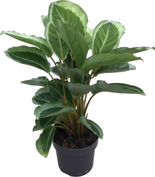 Calathea 'Bicajoux Gecko' (Dua Çiçeği)