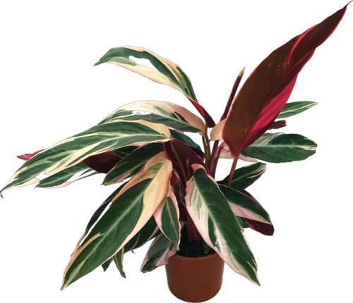 Calathea Triostar (Dua Çiçeği)