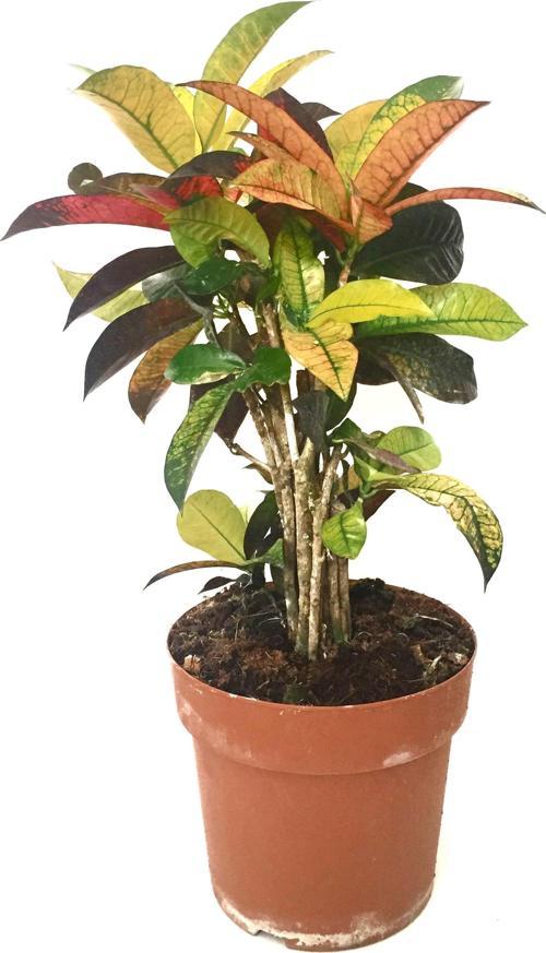 Codiaeum Variegatum 'Mrs Iceton' (Kraton Çiçeği)