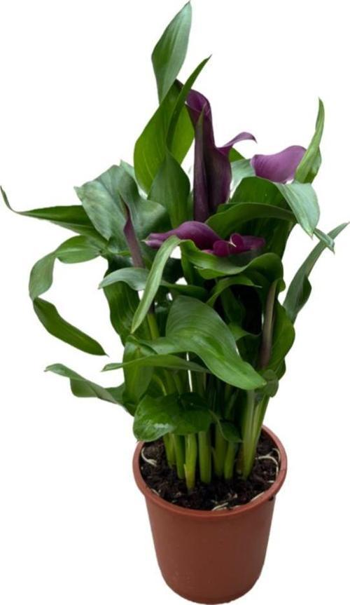 Calla Lilly 'Purple' (Gala Çiçeği)