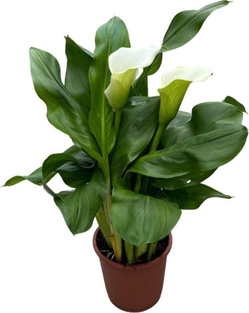 Calla Lilly 'White' (Gala Çiçeği)