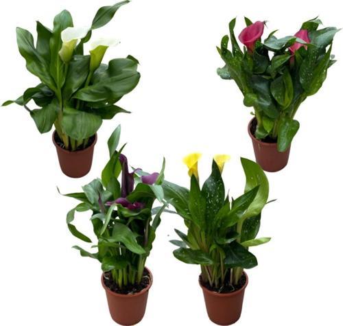 Calla Lilly (4'lü Set) (Gala Çiçeği)