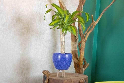 3 Ayaklı Lacivert Granit Terracota Toprak Saksıda Massengena Salon Bitkisi
