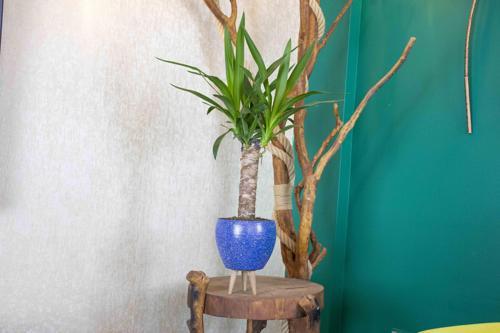 3 Ayaklı Lacivert Granit Terracota Toprak Saksıda Yuka Salon Bitkisi
