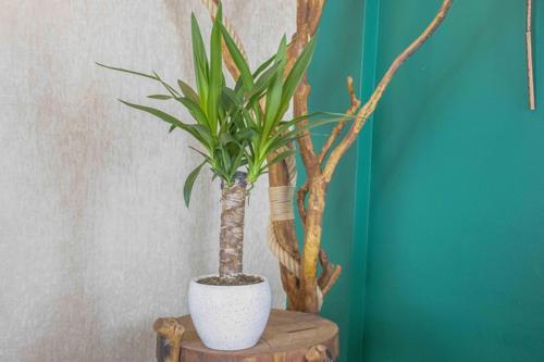 Beyaz Granit Terracota Toprak Saksıda Yuka Salon Bitkisi