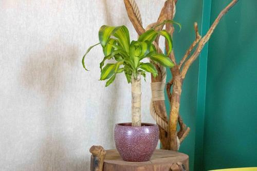 Bordo Granit Terracota Toprak Saksıda Massengena Salon Bitkisi