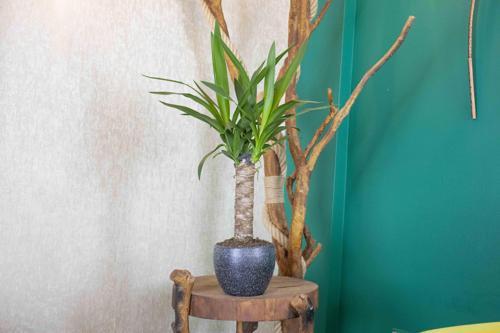 Gri Granit Terracota Toprak Saksıda Yuka Salon Bitkisi