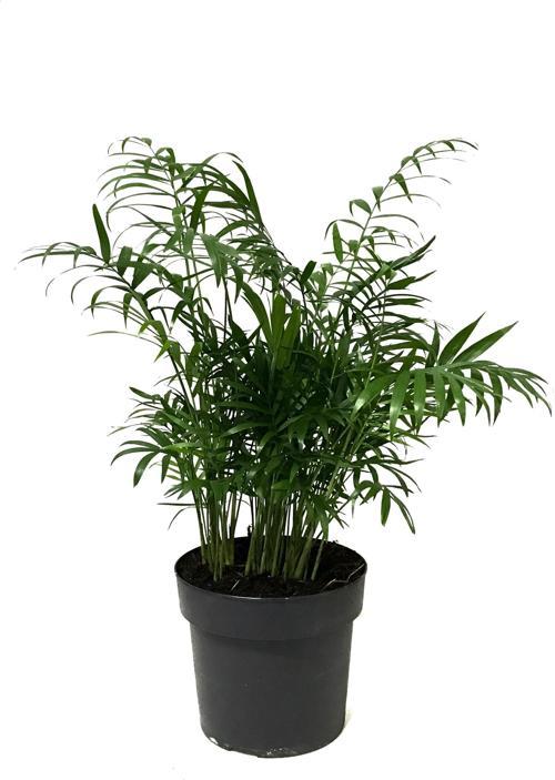 Chamaedorea Elegans (Dağ Palmiyesi)